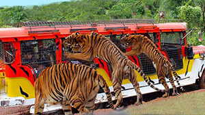Zoobic Safari
